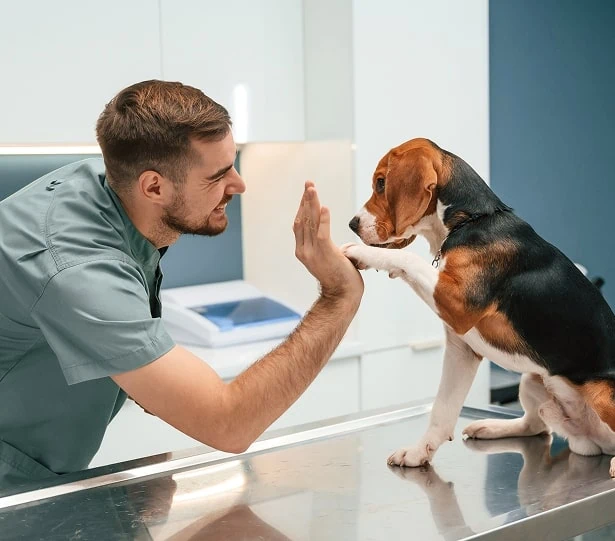 Dog Grooming & Wellness
