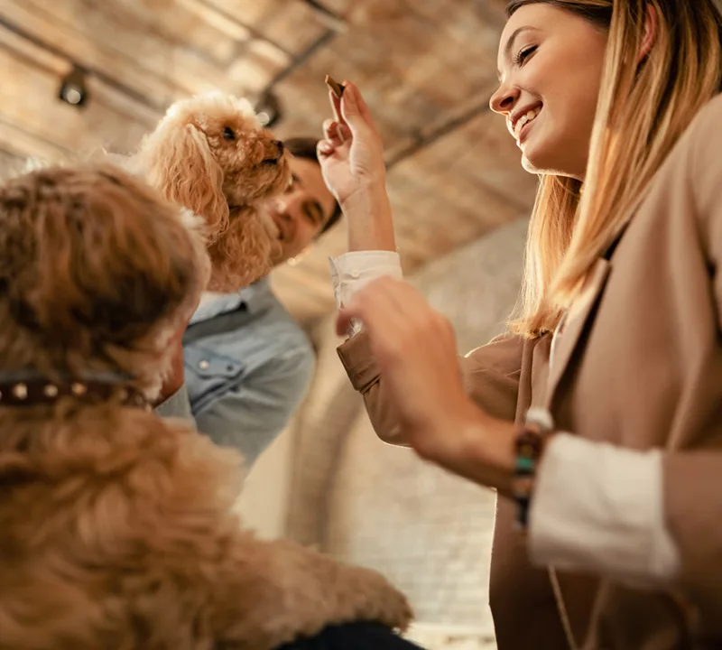 Benefits of Choosing a Day School for Your Dog
