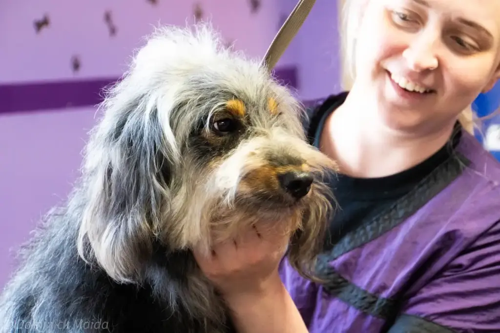Dog Grooming